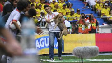 Los perros callejeros durante el Mundial preocupan a Rusia