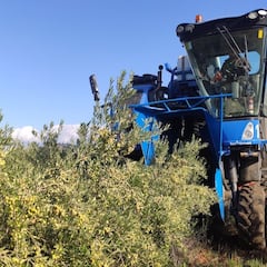 Un consultor agrícola explica cómo evolucionará el precio del aceite en los próximos meses