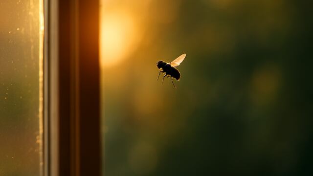 This homemade, chemical-free method has gone viral on social media for its effectiveness against summer insects.