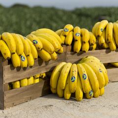 El plátano de Canarias, en peligro