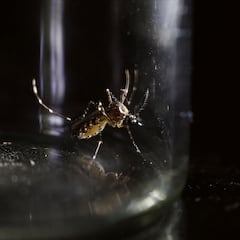 ¿Qué es el dengue? Los síntomas y riesgos de la enfermedad que se extiende por América Latina