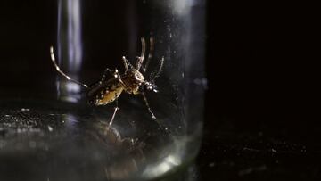 Puerto Rico enfrenta una emergencia sanitaria por dengue. Aquí todo lo que debes saber de este virus: síntomas, tratamiento y más.