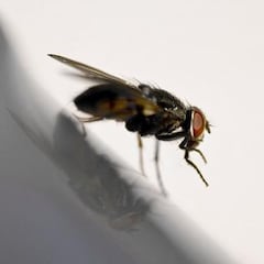 Usamos este ingrediente para ahuyentar a las moscas de casa y el resultado es increíble: está en todas las cocinas