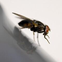 Goodbye to flies at home: How to scare them away with an ingredient that is in every kitchen