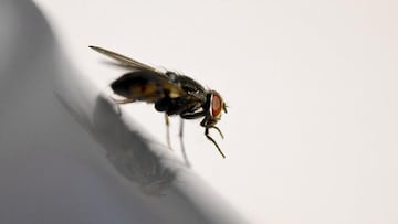 Estados Unidos tiene un plan: criar millones de moscas y lanzarlas desde aviones con una inversión de 8,5 millones de dólares