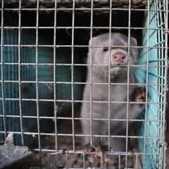 Coronavirus: cuántas granjas de visones hay en España y qué riesgos hay