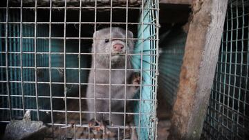 Coronavirus: cuántas granjas de visones hay en España y qué riesgos hay