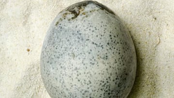 De acuerdo con las primeras estimaciones de los arqueólogos, el agua donde se halló el huevo podría pertenecer a una especie de pozo de los deseos romano.