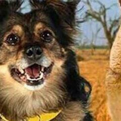 Los memes que deja el Chile - Australia de Confederaciones