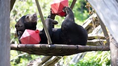 This bear was given just weeks to live after a cancer diagnosis: now it’s thriving in remission, thanks to taking its medicine with honey