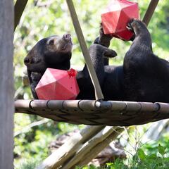 This bear was given just weeks to live after a cancer diagnosis: now it’s thriving in remission, thanks to taking its medicine with honey