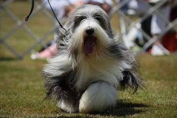 Un collie barbudo corriendo durante una prueba.