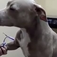 El perro que todo veterinario querría tener de paciente