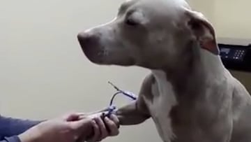 El perro que todo veterinario querr&iacute;a tener como paciente se ha convertido en todo un fen&oacute;meno en internet.