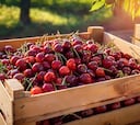 La cereza chilena provoca una crisis en Argentina: “Nos sentimos fuera de competencia”