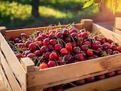 La cereza chilena provoca una crisis en Argentina: “Nos sentimos fuera de competencia”