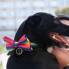 Is it legal to leave your estate to your pet?