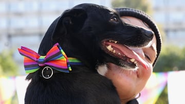 Many people consider pets part of the family, which is why some make provisions for them in their will. Is it legal to leave a beloved animal your estate?