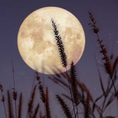 Luna de Flores 2022: qué es y cuándo se podrá ver