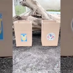 WATCH: A black bear named Kenya predicts the 2023 Apertura champion