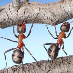 Descubren por qué disminuyó el cerebro humano: las hormigas fueron claves