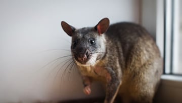 These rodents possess a highly developed sense of smell which makes them super trackers when it comes to sniffing out explosives or disease.