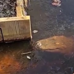 Video shows frozen alligators in spectacular brumation process