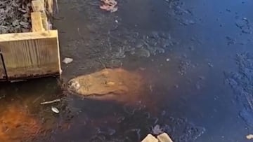 In North Carolina, temperatures have dropped well below freezing, and the sight of these frozen alligators in Swamp Park sanctuary is a rare one.