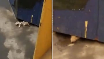 A video posted to X of a huge rat being dragged by an even bigger rodent in the New York subway station looks like something straight out of a horror film.
