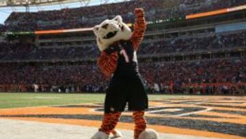 Los Bengals van en serio