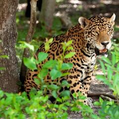 Captan a jaguar en zona residencial de Playa del Carmen