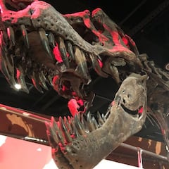 Descubren el número de T-Rex que hubo en la Tierra