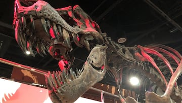 The skeleton of a Tyrannosaurus rex, the large meat-eating dinosaur that lived in western North America and went extinct 66 million years ago, is displayed at the Smithsonian National Museum of Natural History in Washington, U.S. June 16, 2019. Picture ta