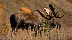 Neither Alaska nor Montana, the town in New York State named the moose capital of the United States