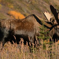 Neither Alaska nor Montana, the town in New York State named the moose capital of the United States