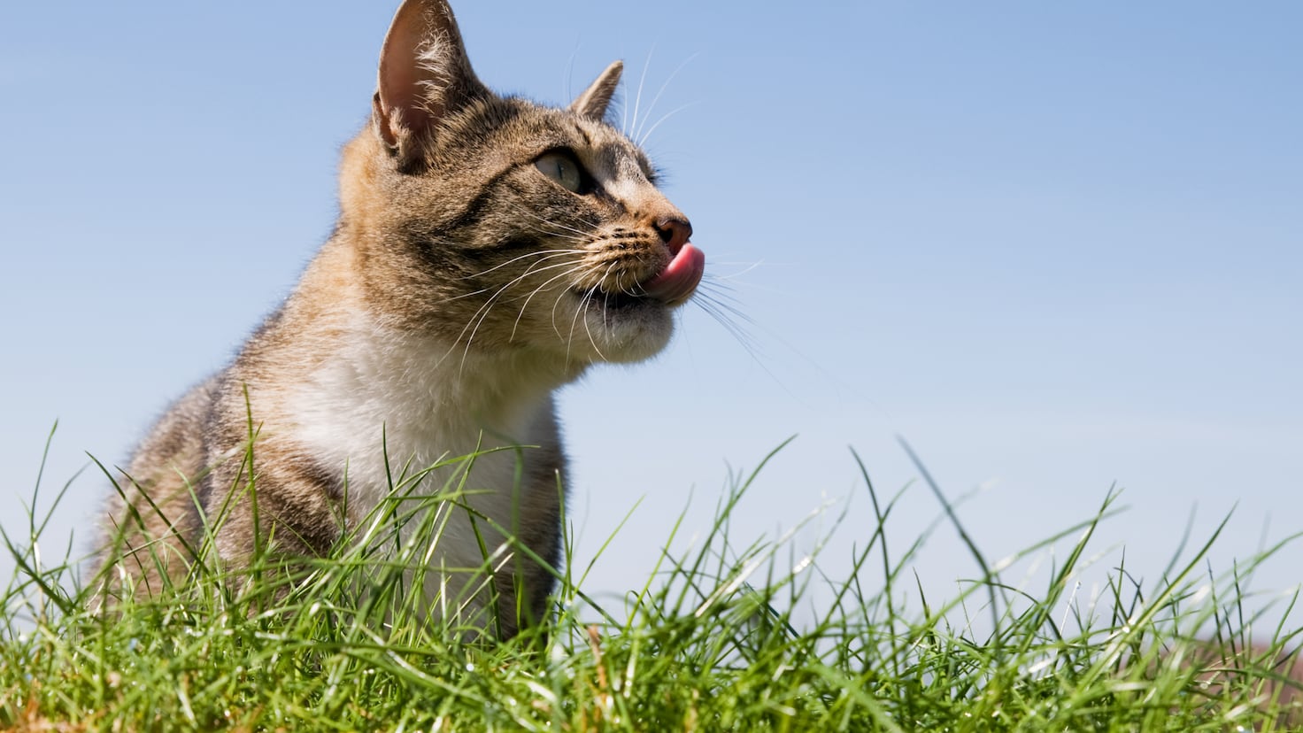 A vanishing colony of a protected species in Greece sparks a fierce debate—and one stray cat is at the center of it