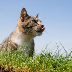 Desaparece toda una colonia de una especie protegida y todas las miradas acusadoras apuntan a un gato callejero