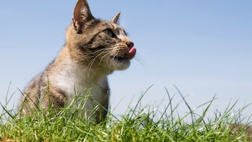 The disappearance of an entire population of a protected rodent has reignited concerns over the impact of unmonitored domestic animals on wildlife.