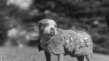 Stubby era un Boston Terrier que fue encontrado cerca de la Universidad de Yale por soldados de infantería que entrenaban por la zona, uno de ellos se encariño del can y lo adoptó. Cuando fueron llamados a filas, el soldado embarcó a Stubby como polizón y fue encontrado por un sargento que permitió que permaneciese dentro del barco que les llevaba a la guerra en Europa. En la guerra fue muy útil para su pelotón, ya que era capaz de olfatear cuando lanzaba gas mostaza, avisaba a la compañía del lanzamiento de obuses, gracias a su oído fino. Fue herido por una granada de mano y mientras se recuperaba en la enfermería fue la distracción de los soldados heridos. Al terminar la guerra volvió, junto a su dueño que también sobrevivió a la contienda a su hogar en Yale, donde fue reconocido por su valentía en batalla y ascendido a sargento. Falleció en 1926 y en su lápida se lee la siguiente inscripción en ingles. "Aquí yace Sgt. Stubby un perro heroico de la 1ª Guerra Mundial. Un vagabundo valiente". *** Local Caption *** Stubby era un Boston Terrier que fue encontrado cerca de la Universidad de Yale por soldados de infantería que entrenaban por la zona, uno de ellos se encariño del can y lo adoptó. Cuando fueron llamados a filas, el soldado embarcó a Stubby como polizón y fue encontrado por un sargento que permitió que permaneciese dentro del barco que les llevaba a la guerra en Europa. En la guerra fue muy útil para su pelotón, ya que era capaz de olfatear cuando lanzaba gas mostaza, avisaba a la compañía del lanzamiento de obuses, gracias a su oído fino. Fue herido por una granada de mano y mientras se recuperaba en la enfermería fue la distracción de los soldados heridos. Al terminar la guerra volvió, junto a su dueño que también sobrevivió a la contienda a su hogar en Yale, donde fue reconocido por su valentía en batalla y ascendido a sargento. Falleció en 1926 y en su lápida se lee la siguiente inscripción en ingles. "Aquí yace Sgt. Stubby un perro heroico de la 1ª Guerra Mundial. Un vagabundo valiente".