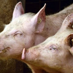 Qué es una macrogranja, cuántas hay en España y en qué se diferencia de la ganadería extensiva