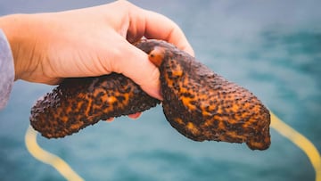 According to a group of researchers, this harvested item could help cure cancer: “If we succeed, in theory we will combat its spread.”