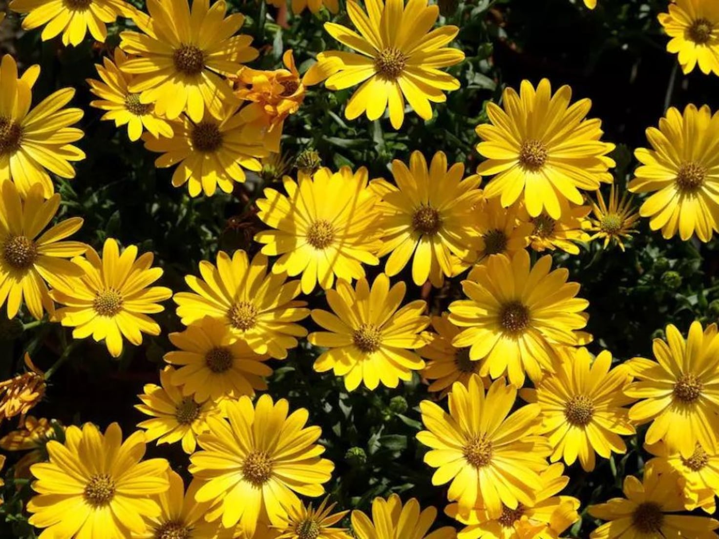 Vas a regalar flores amarillas el 21 de marzo del 2024?: conoce su origen y significado - Tikitakas