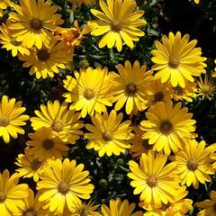 ¿Vas a regalar flores amarillas el 21 de marzo del 2024?: conoce su origen y significado