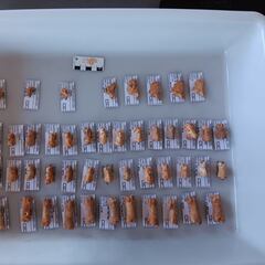 Inédito hallazgo de más de mil fósiles del Pleistoceno en un yacimiento de Ciudad Real: “Es muy importante”