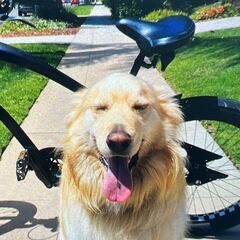 Detienen al ladrón de bicis viral por acariciar a un perro antes de fugarse