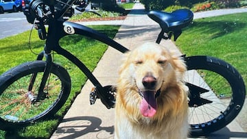 Golden retreiver con e-MTB