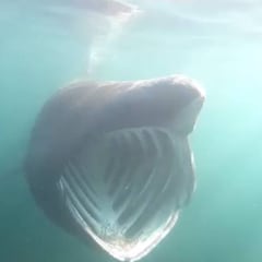 Tres surfistas nadan entre docenas de tiburones en pleno confinamiento