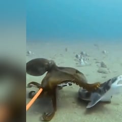 Un pulpo se enfrenta a un tiburón: el desenlace no lo adivinan ni en 100 intentos