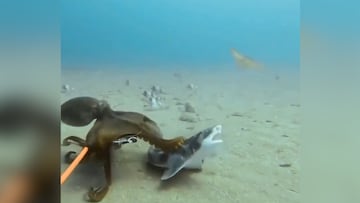 Un pulpo se enfrenta a un tiburón: el desenlace no lo adivinan ni en 100 intentos