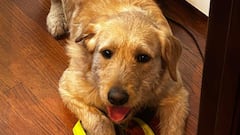 Meet Jack Frost, the dog who survived the winter storm in an outdoor parking lot